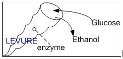 La molécule d'éthanol